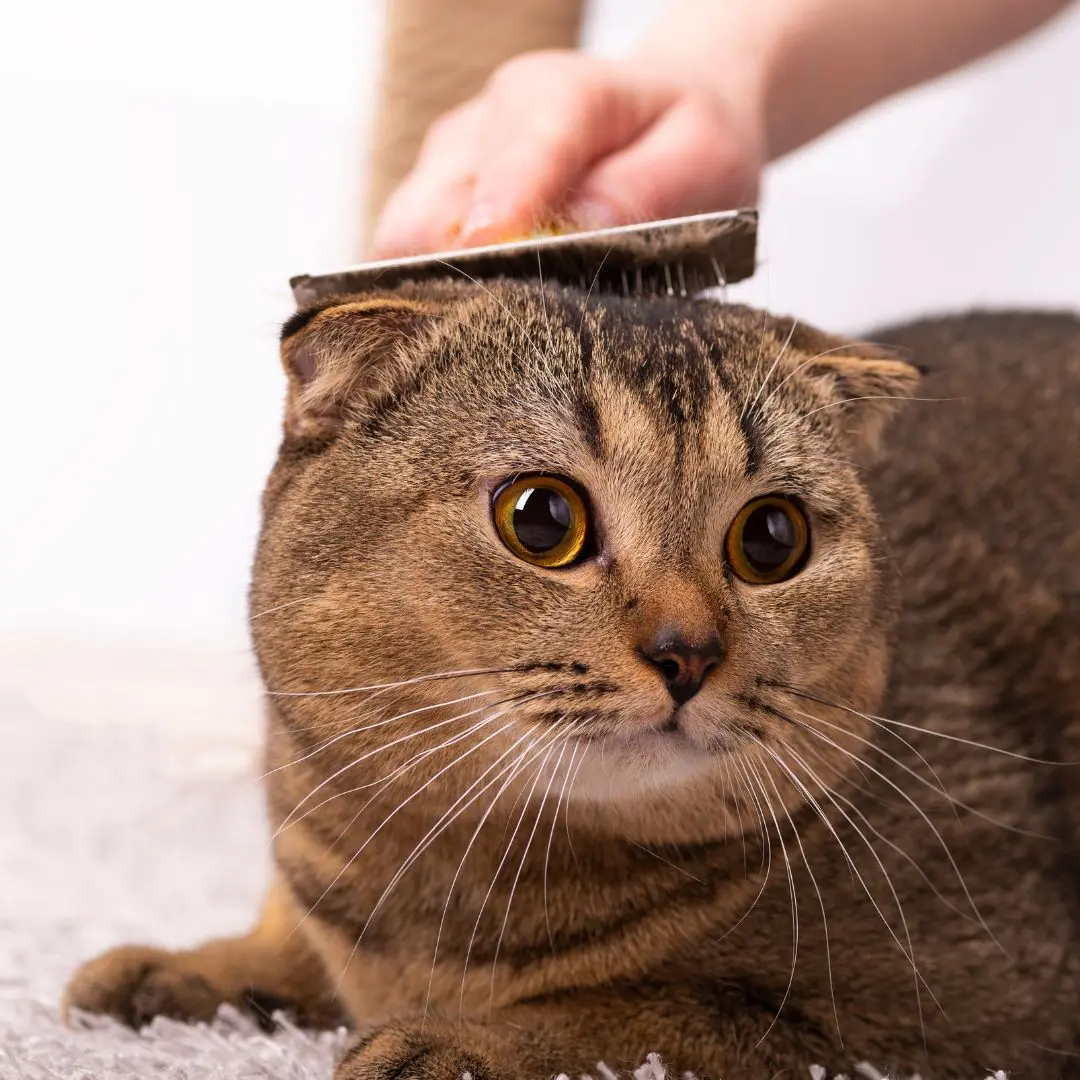 Grooming - Baths and Haircuts for dogs and cats Óbidos Portugal